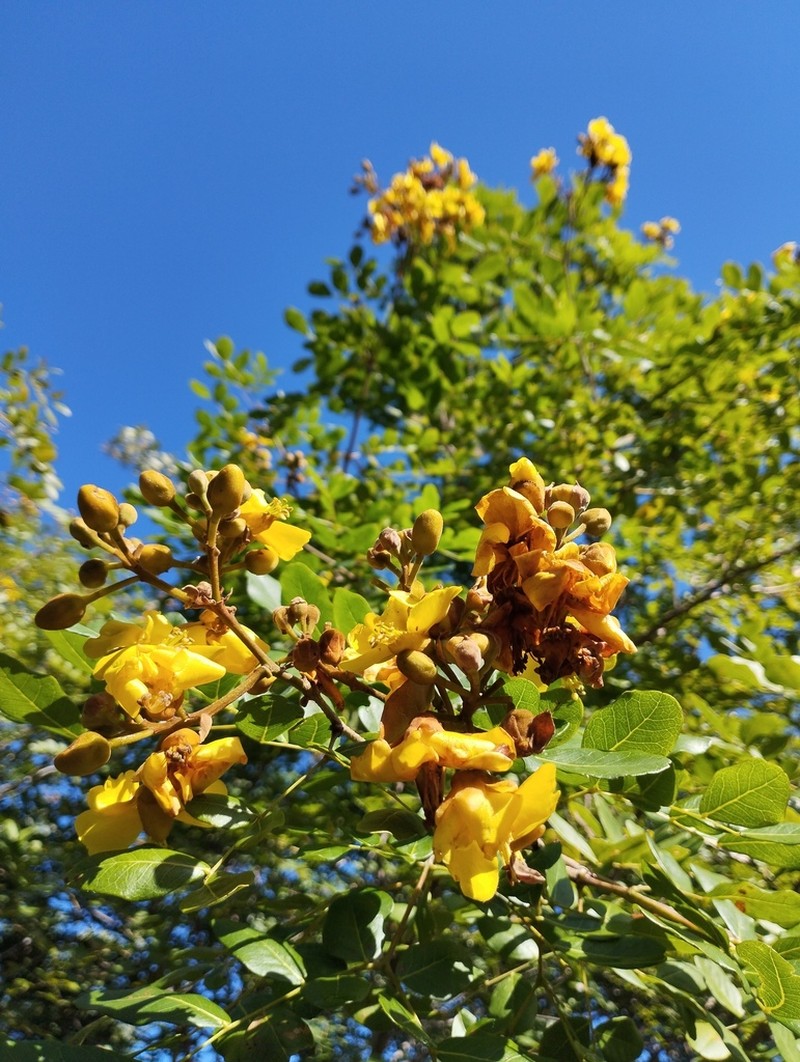 Cenostigma pyramidale photo 8