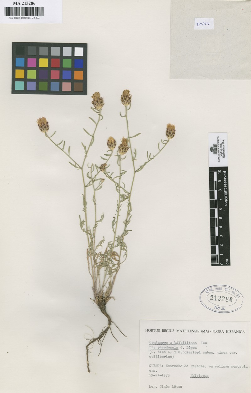 Centaurea × bilbilitana