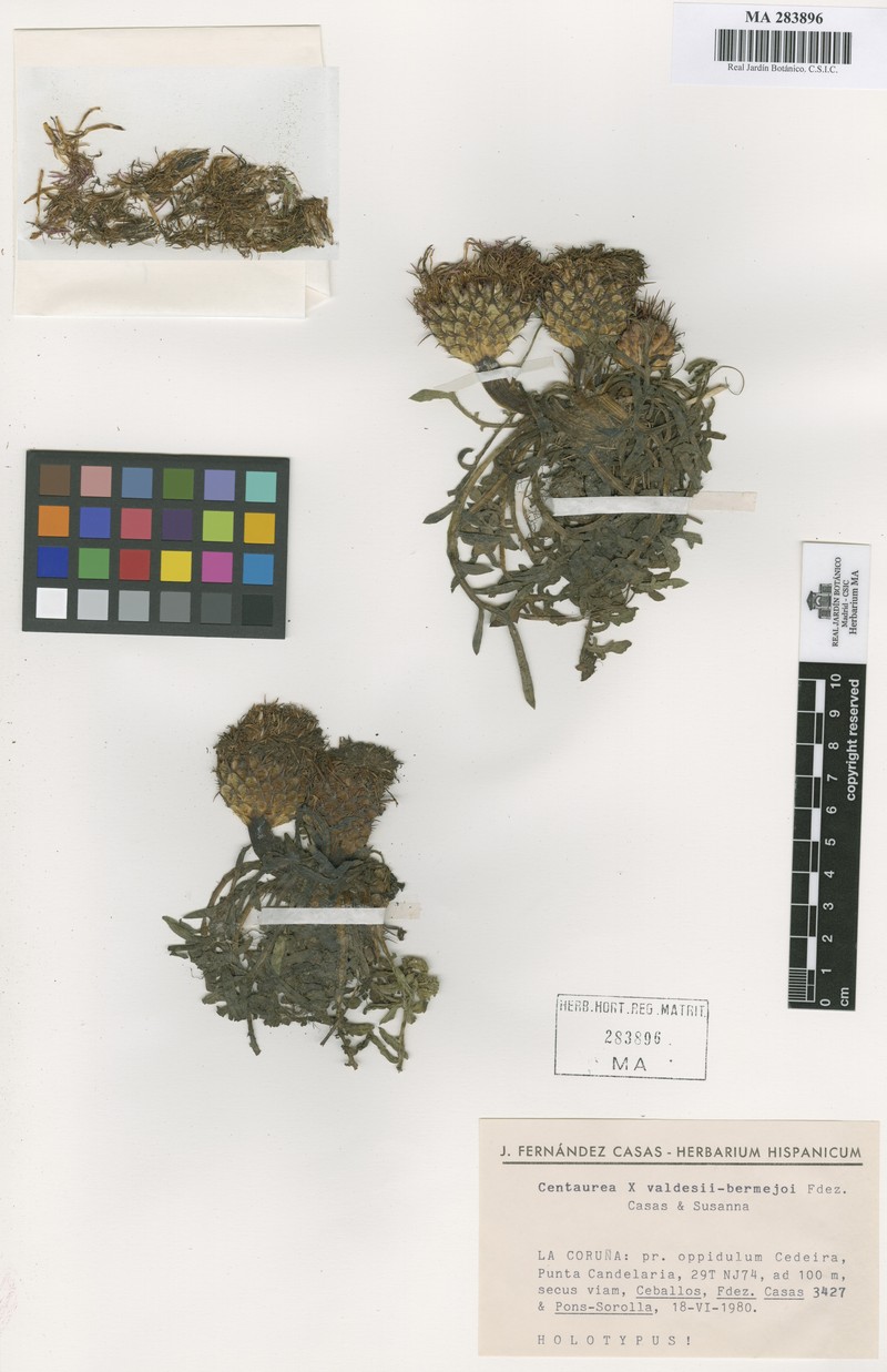 Centaurea × ceballosii