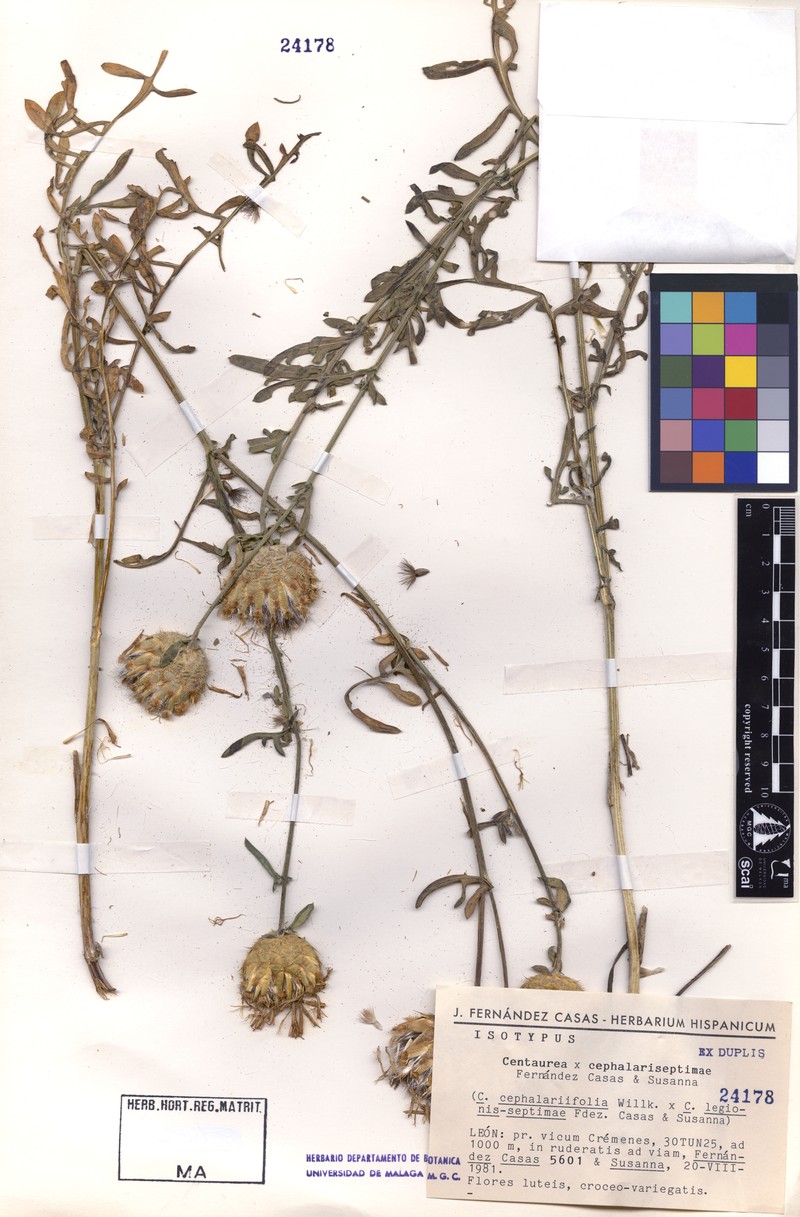 Centaurea × cephalariseptimae
