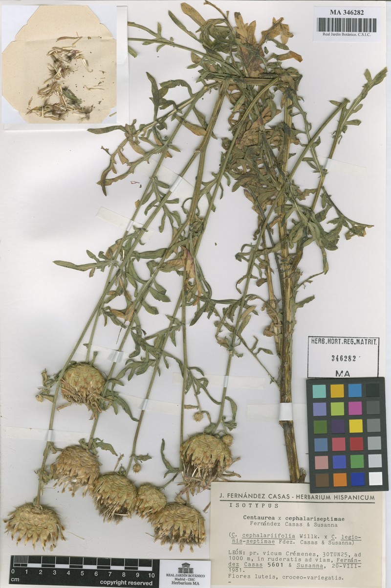 Centaurea × cephalariseptimae photo 2