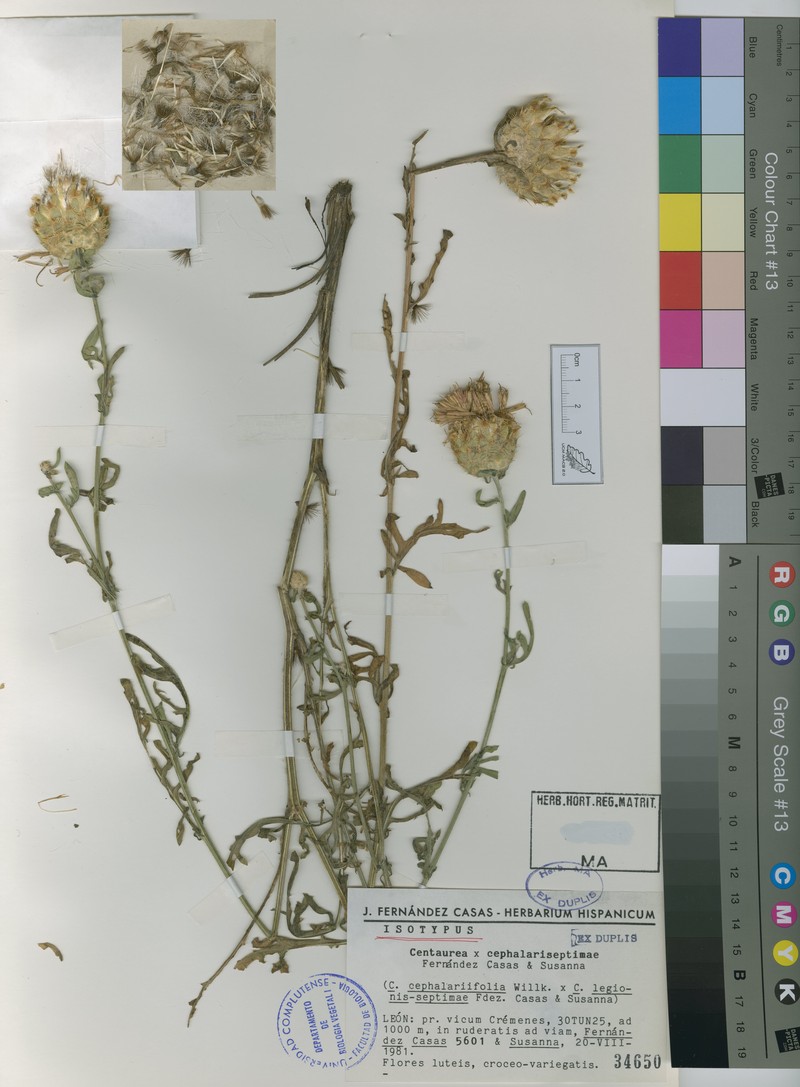 Centaurea × cephalariseptimae photo 3