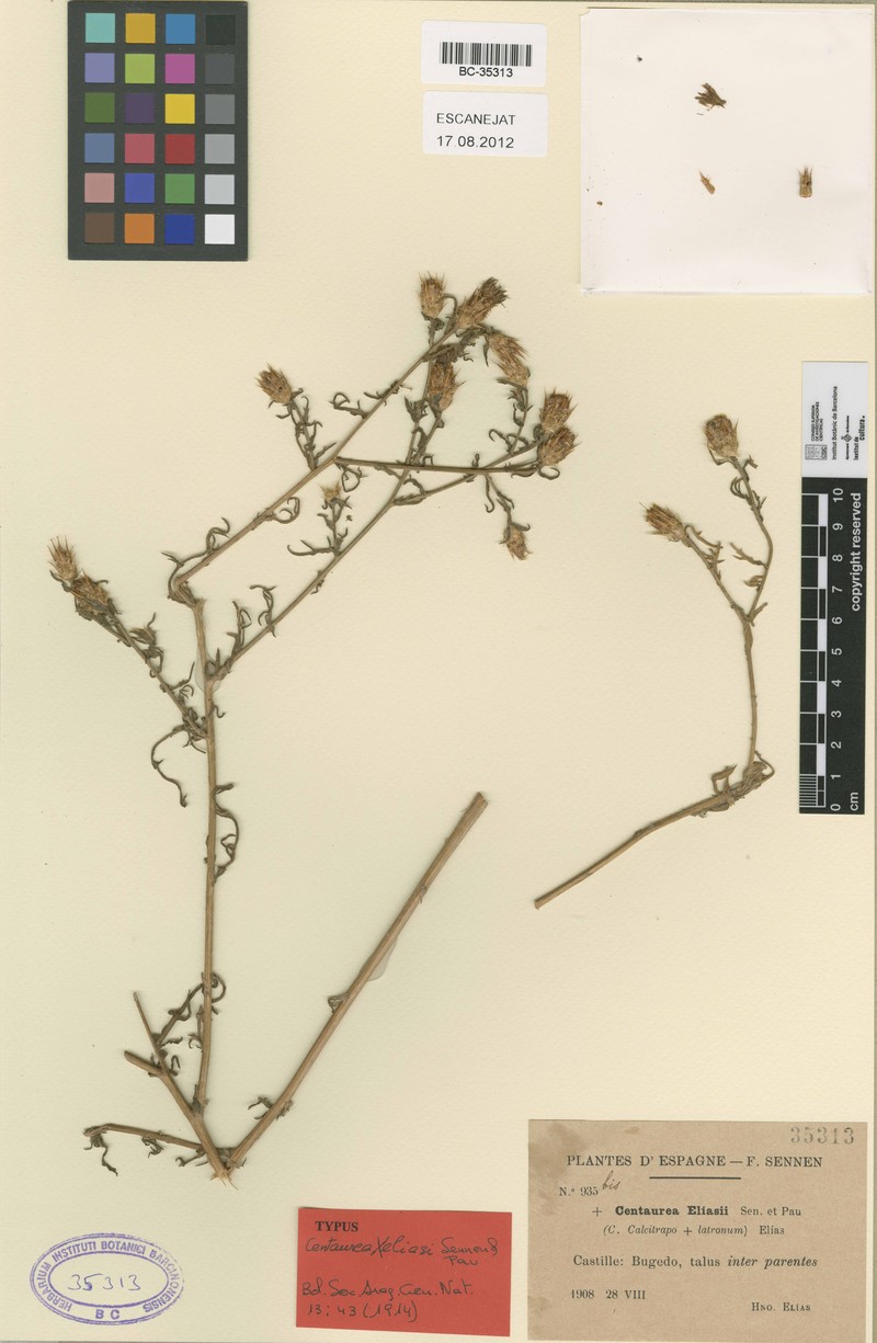 Centaurea × eliasii