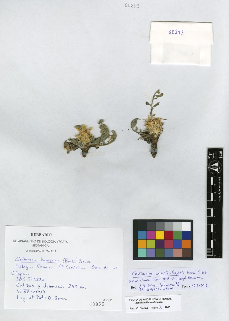 Centaurea × genesii-lopezii
