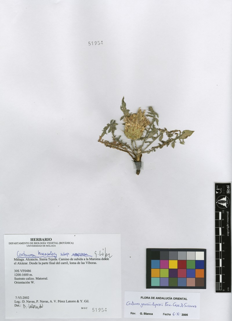 Centaurea × genesii-lopezii photo 2