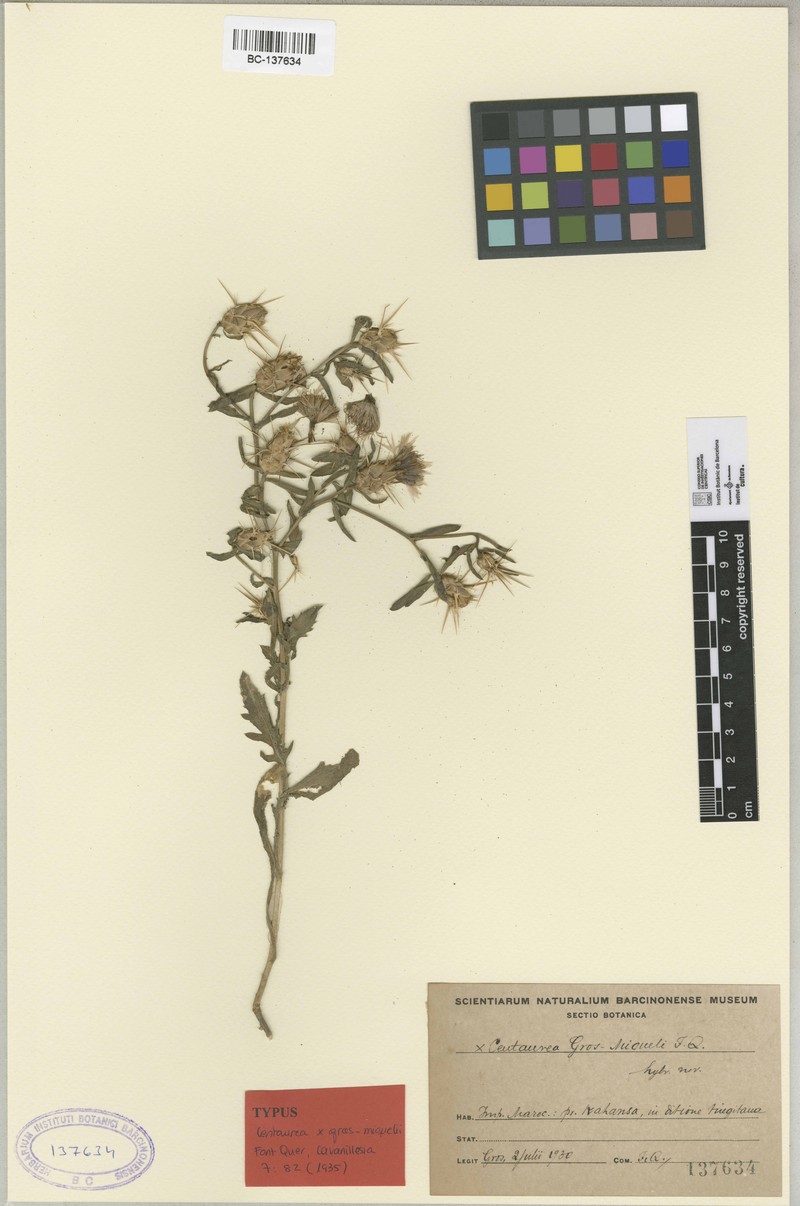 Centaurea × grosii