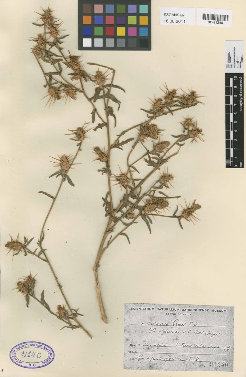 Centaurea × grosii photo 2