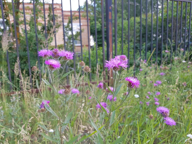 Centaurea × livonica