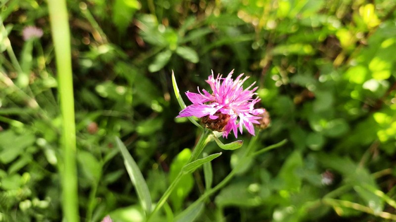Centaurea × livonica photo 2