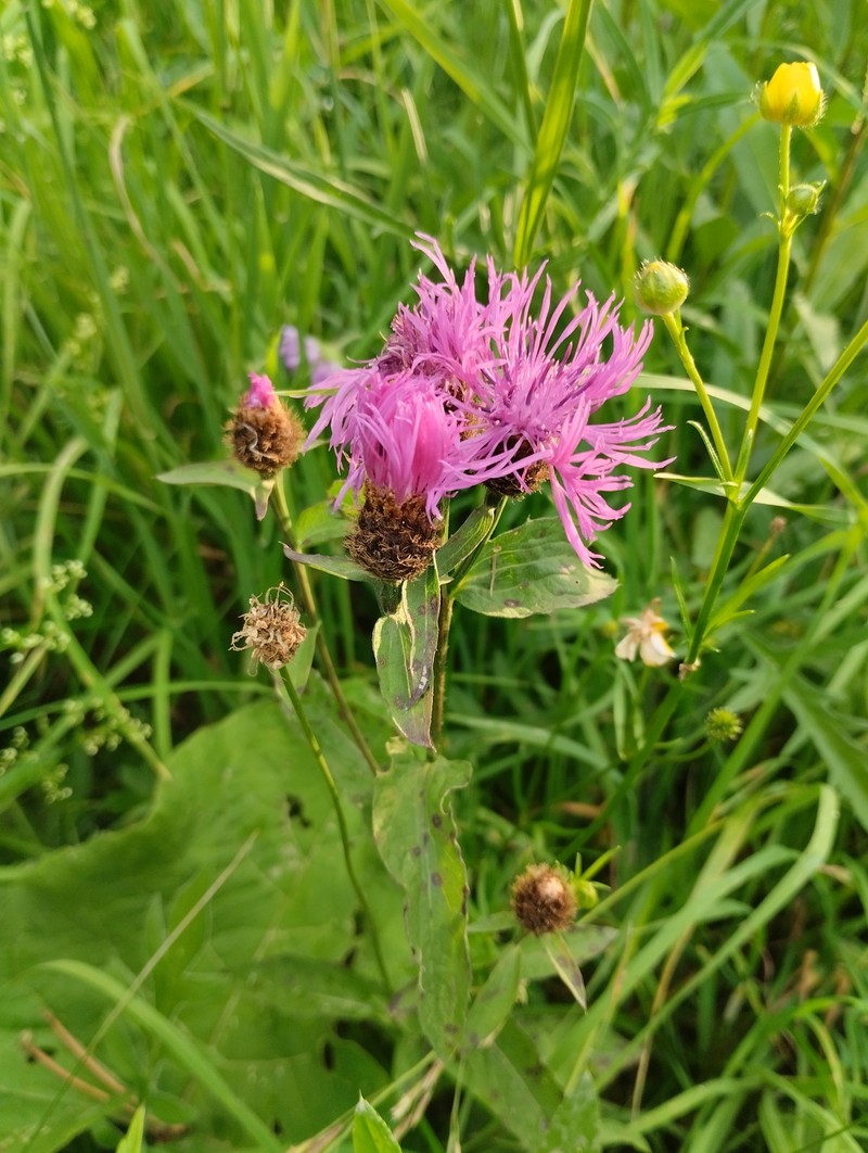 Centaurea × livonica photo 3