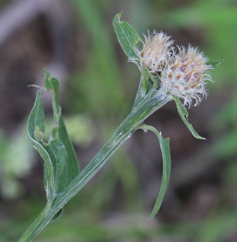 Centaurea × livonica photo 4