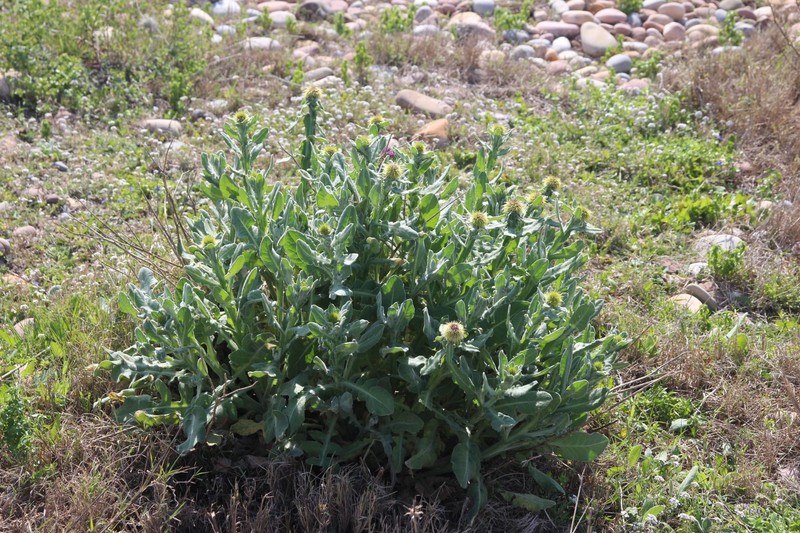 Centaurea × maritima