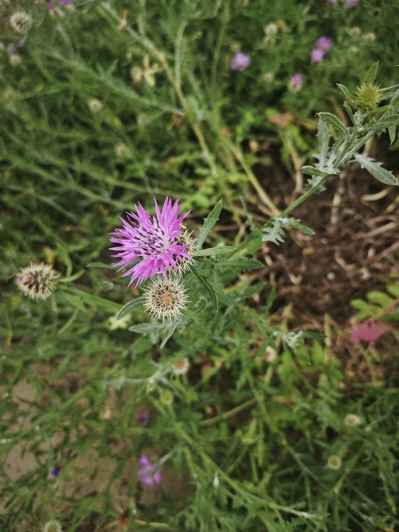 Centaurea × maritima photo 2