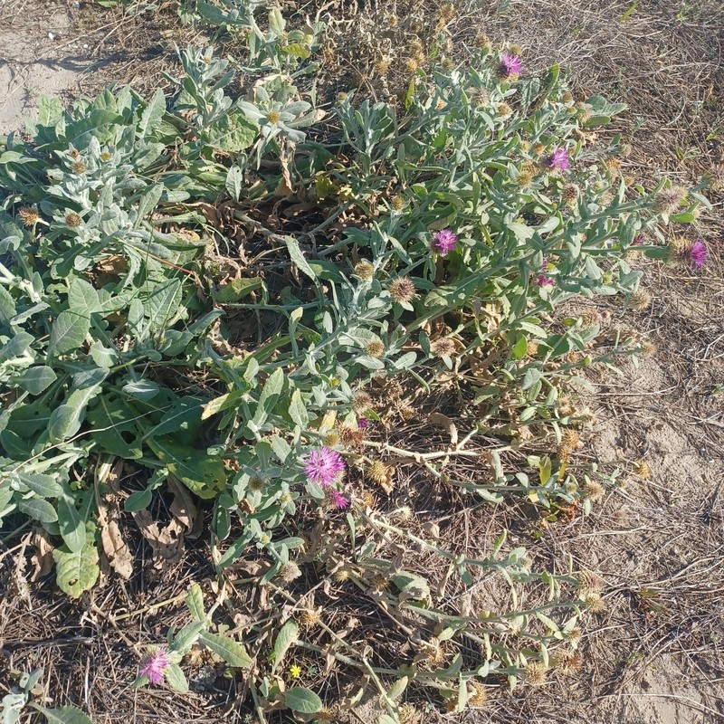 Centaurea × maritima photo 3