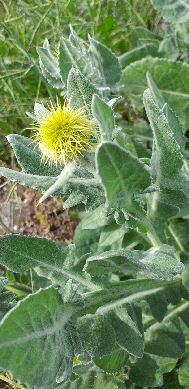 Centaurea × maritima photo 4