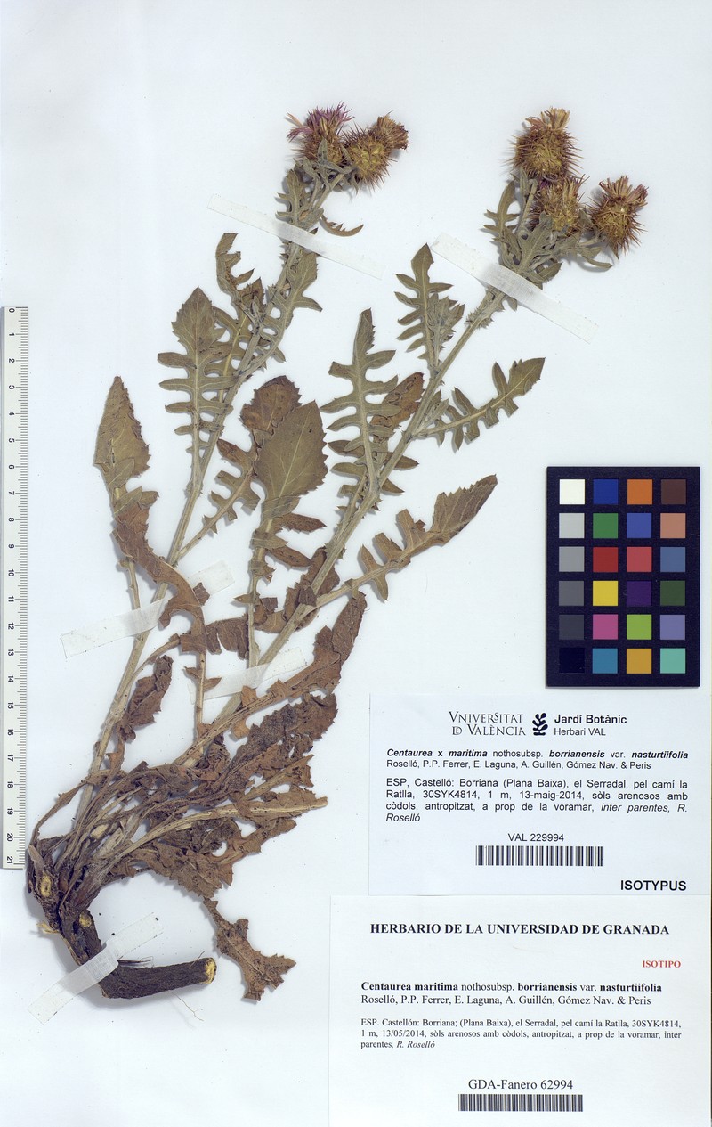Centaurea × maritima nothosubsp. borrianensis