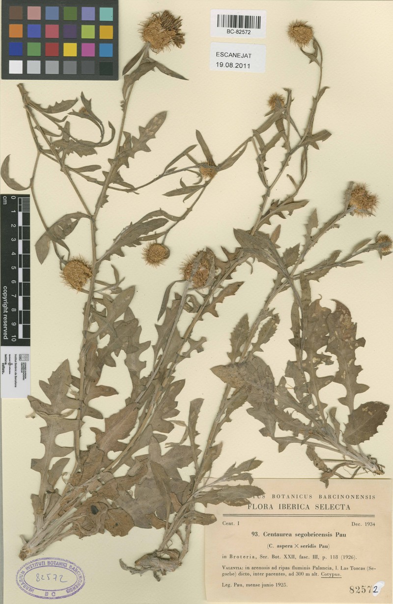 Centaurea × maritima nothosubsp. segobricensis