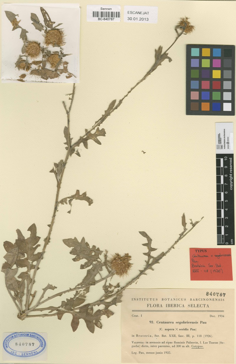 Centaurea × maritima nothosubsp. segobricensis photo 2