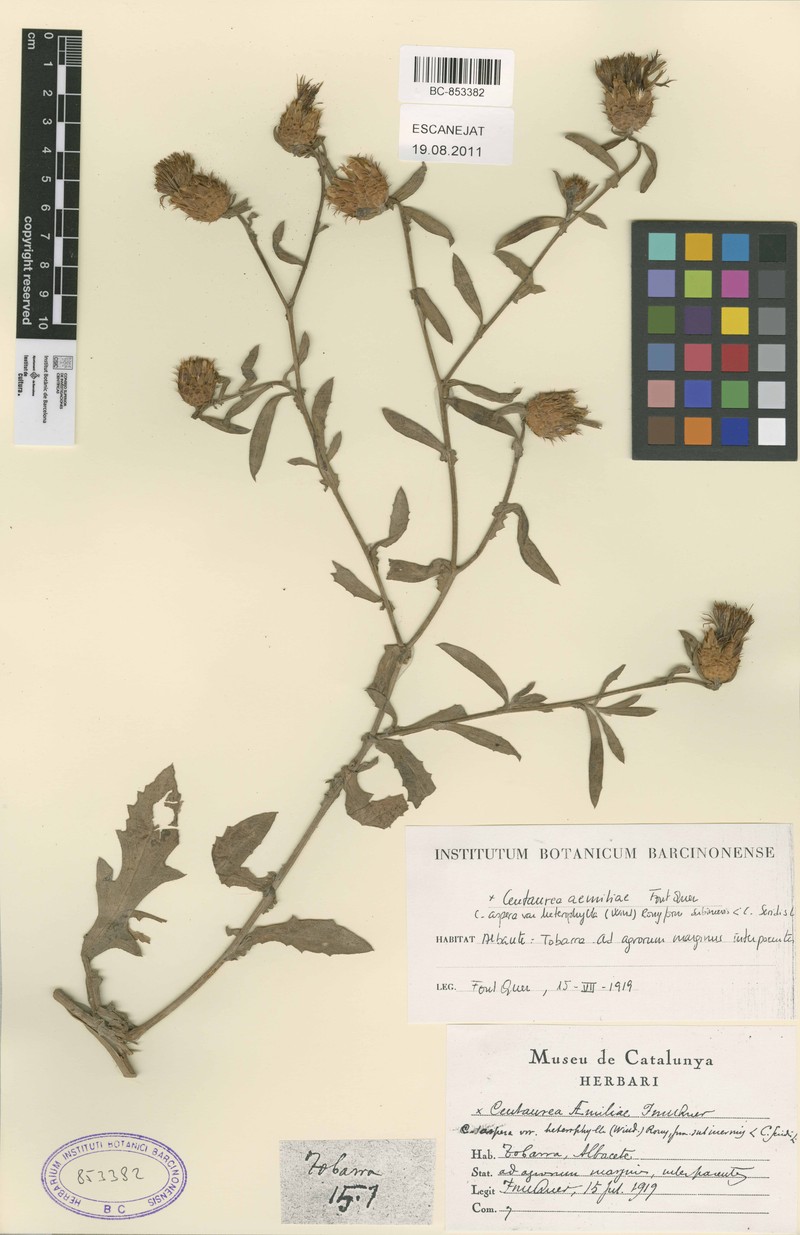 Centaurea × maritima nothosubsp. segobricensis photo 4