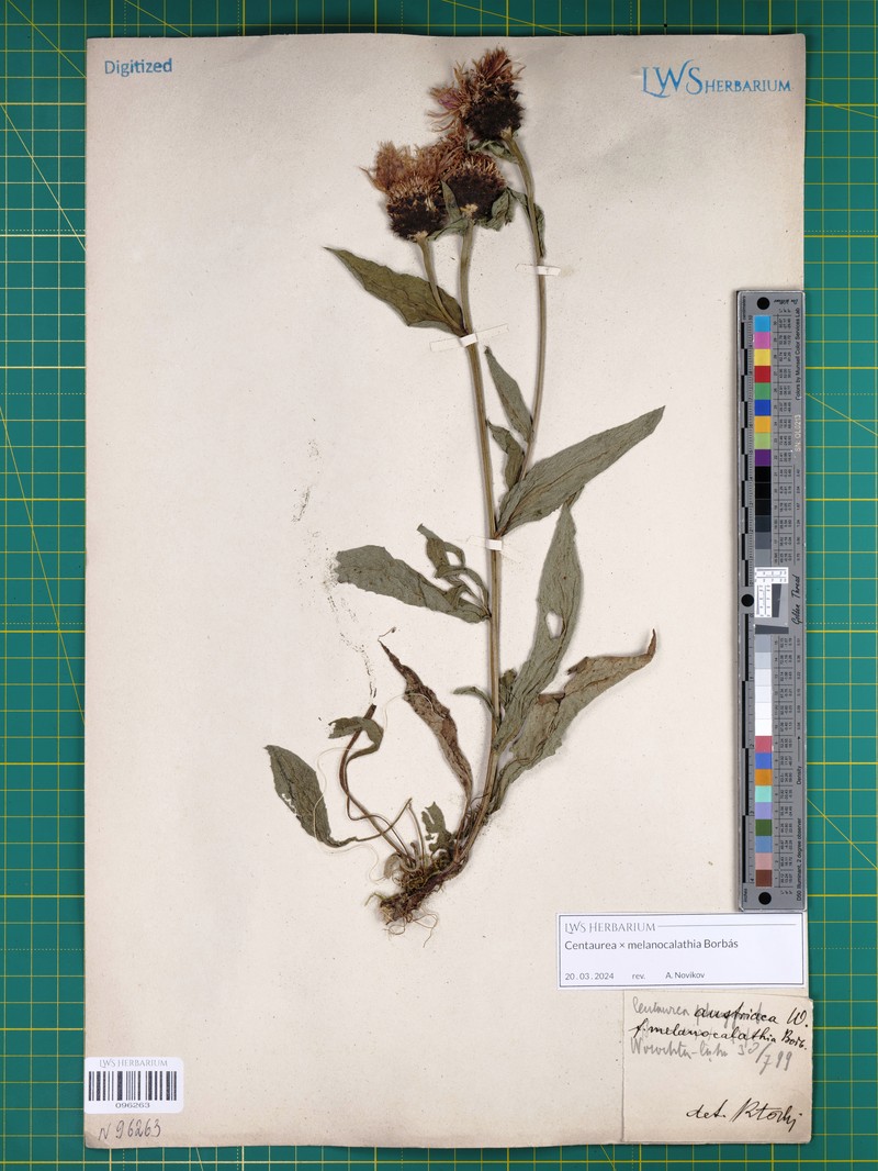 Centaurea × melanocalathia