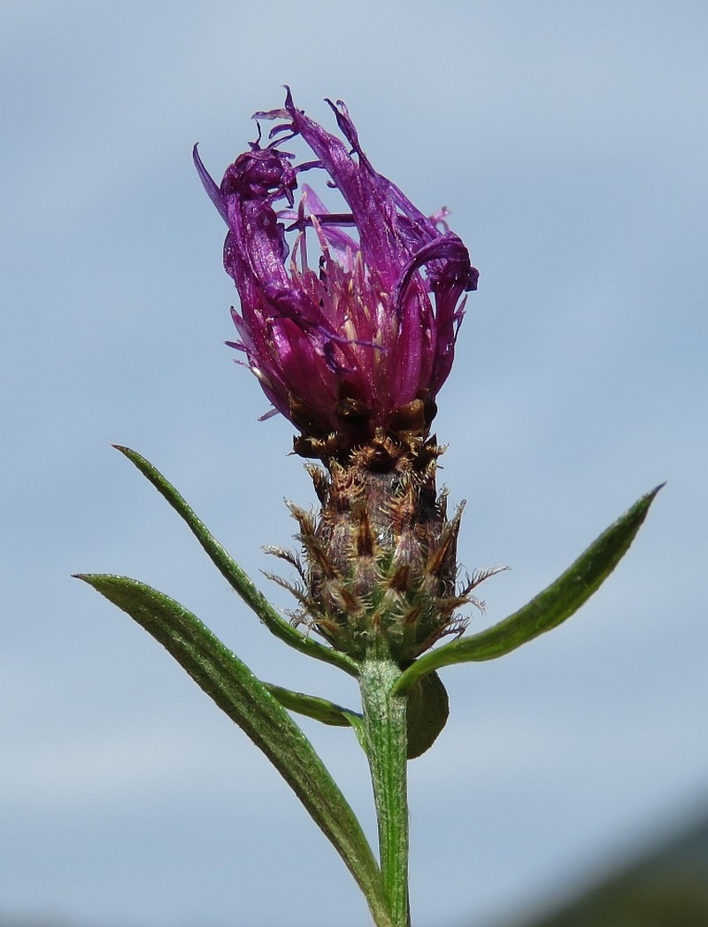 Centaurea × preissmannii