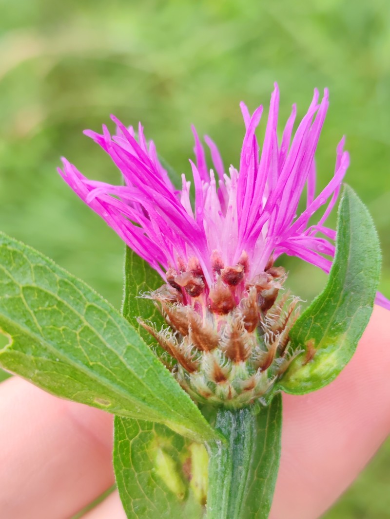 Centaurea × preissmannii photo 2