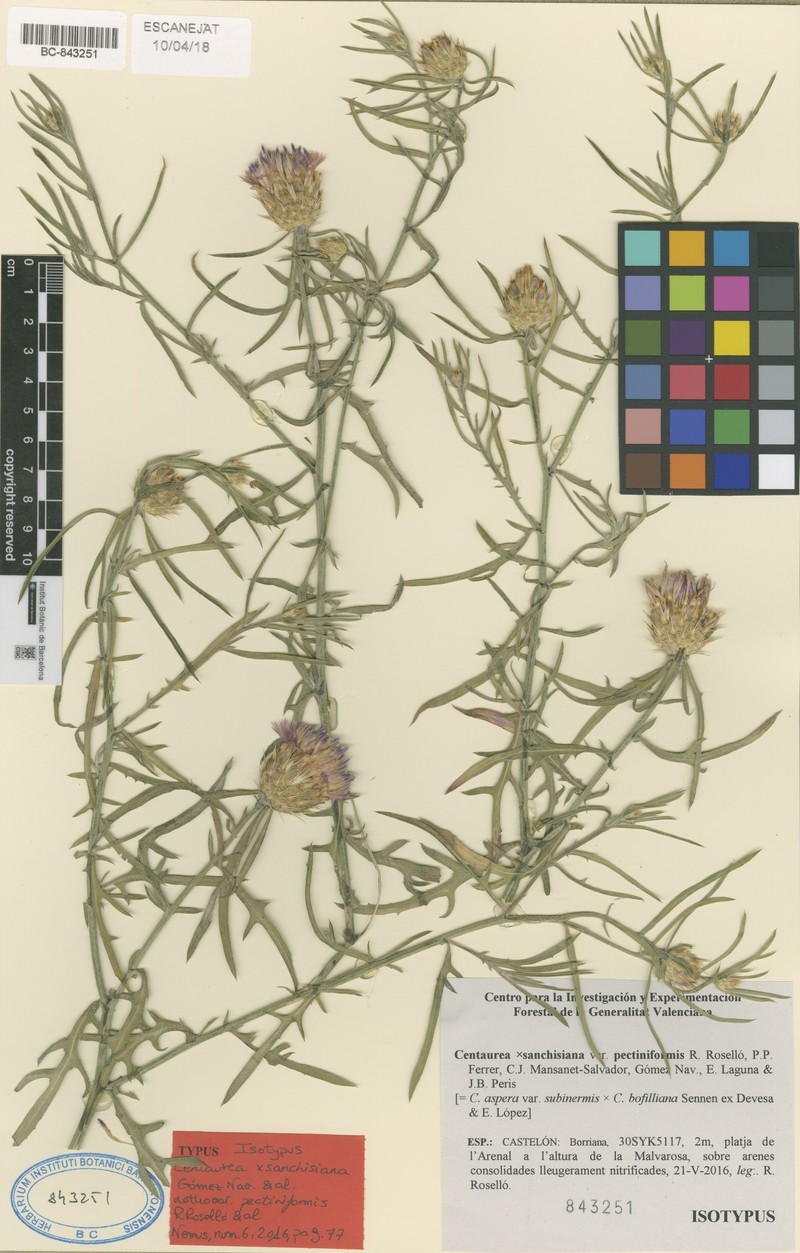 Centaurea × sanchisiana