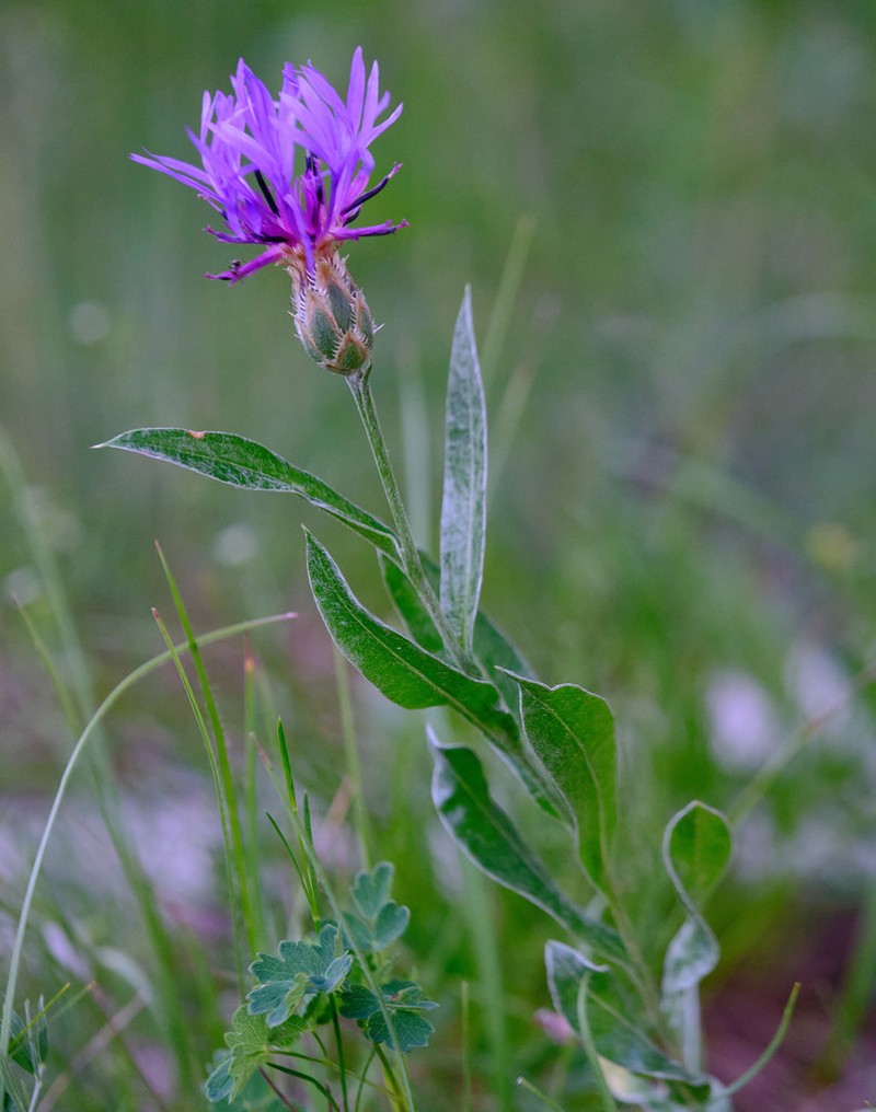 Centaurea adscendens