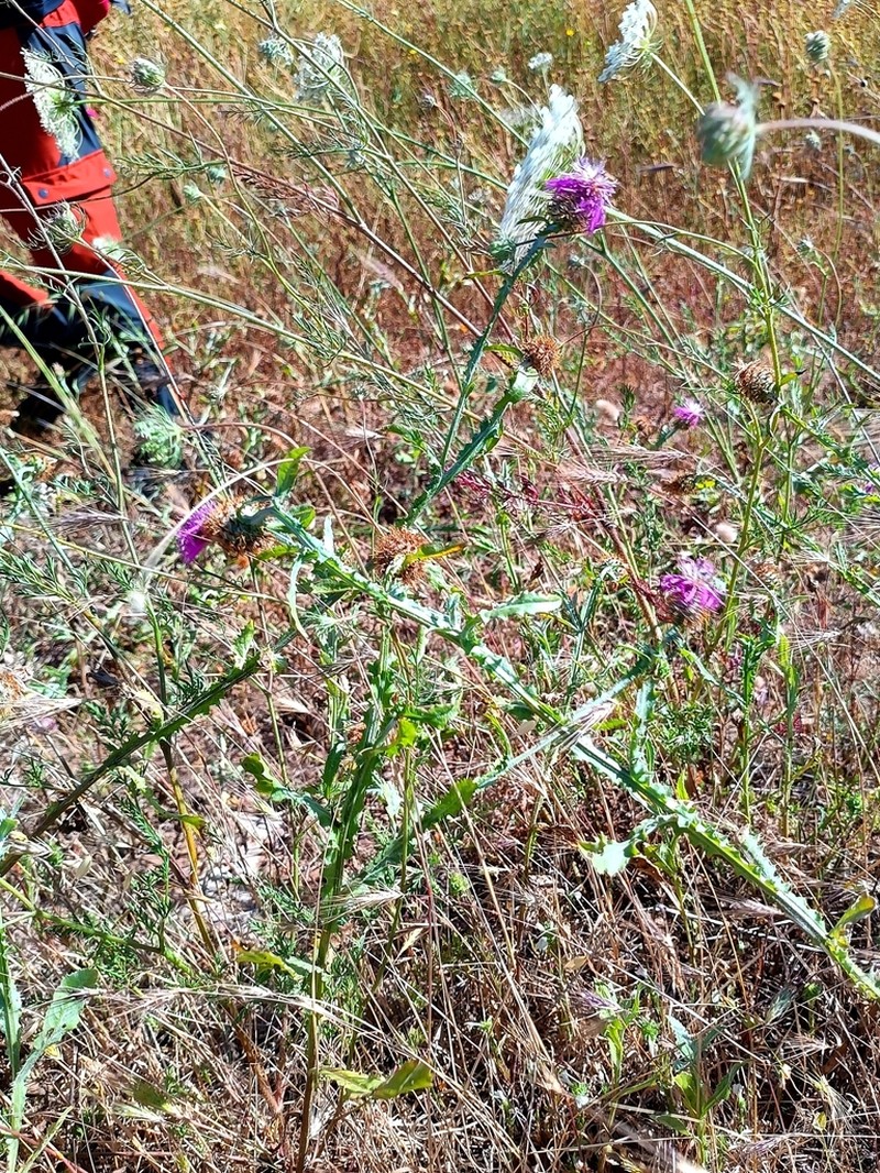 Centaurea akroteriensis