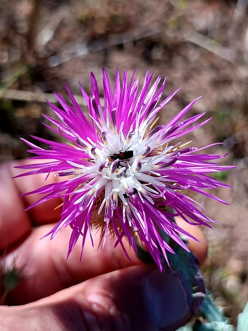 Centaurea akroteriensis photo 2