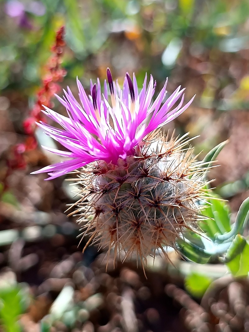 Centaurea akroteriensis photo 3