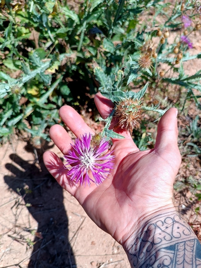 Centaurea akroteriensis photo 4