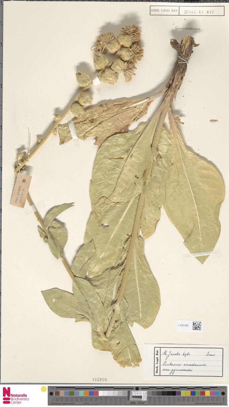 Centaurea amadanensis subsp. gymnoclada