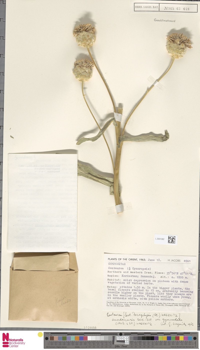 Centaurea amadanensis subsp. gymnoclada photo 2