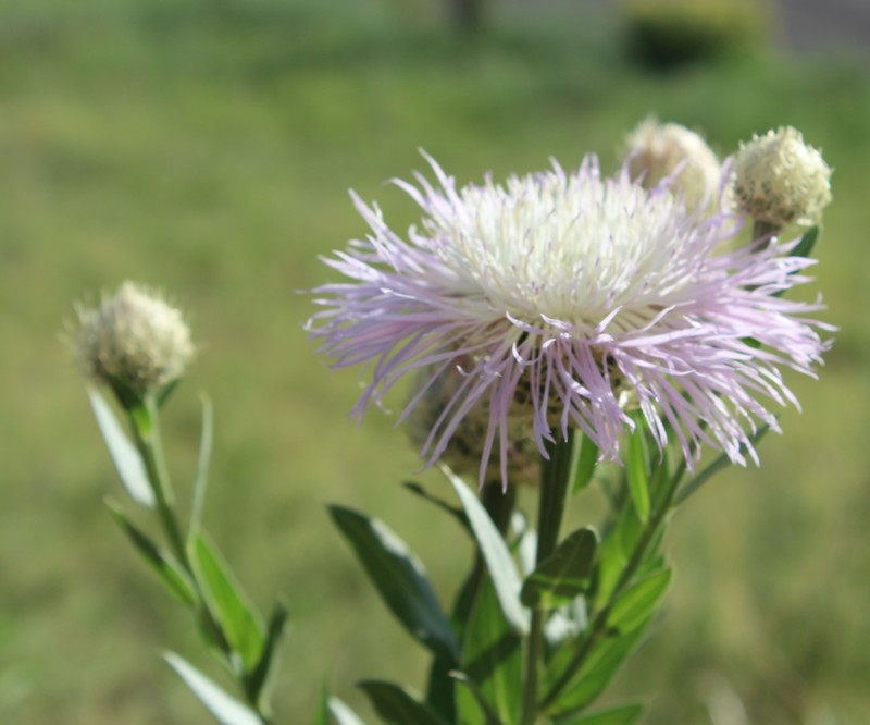 American Star-Thistle photo 2