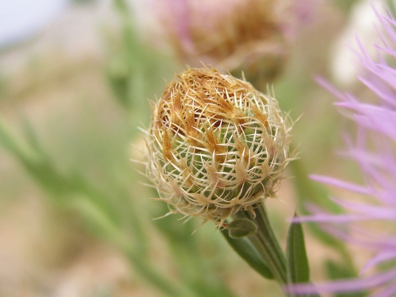 American Star-Thistle photo 3