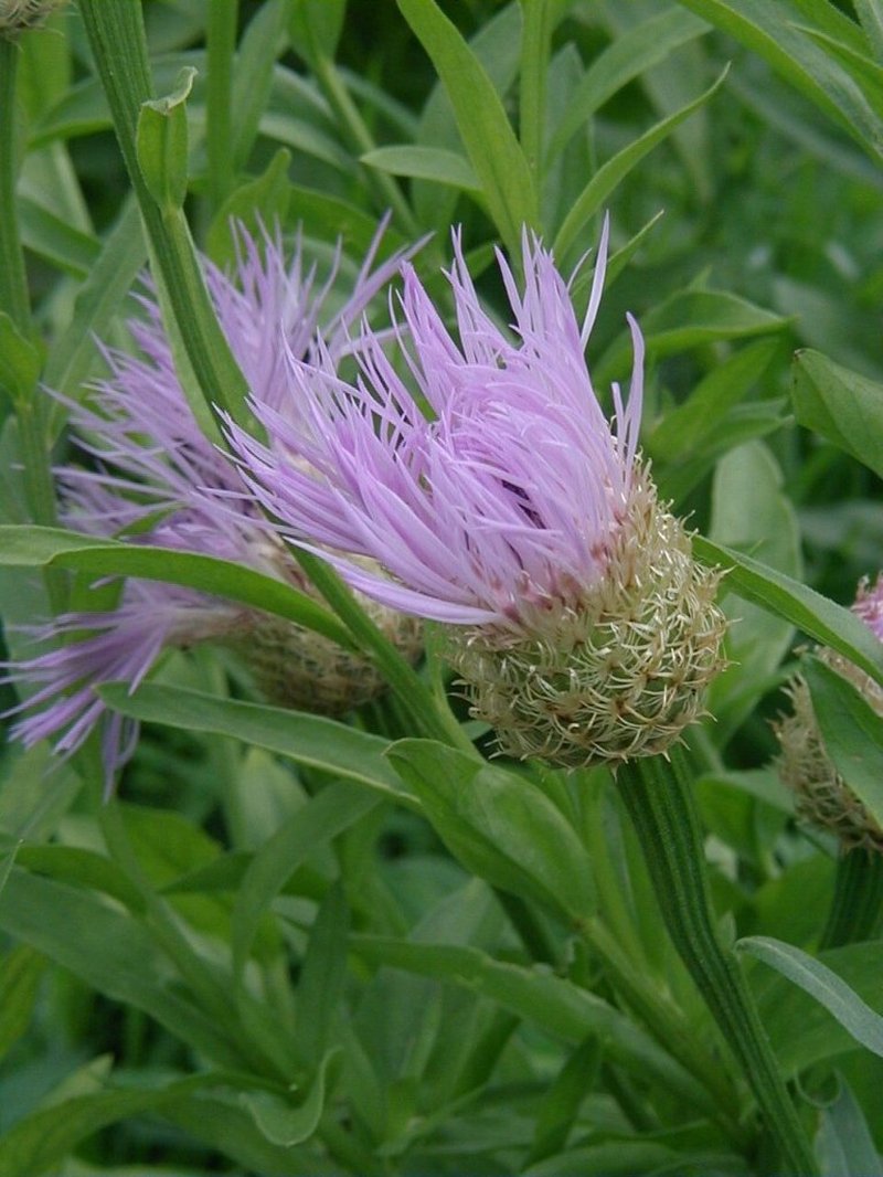 American Star-Thistle photo 5