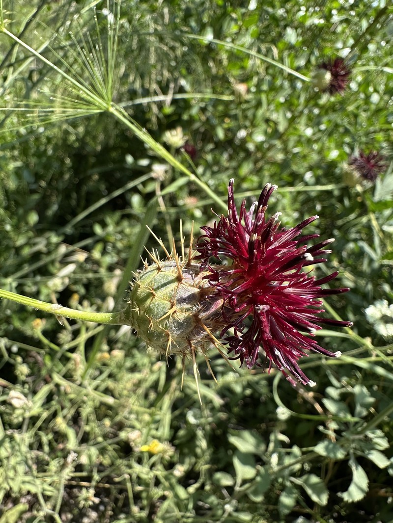 Centaurea antiochia var. antiochia