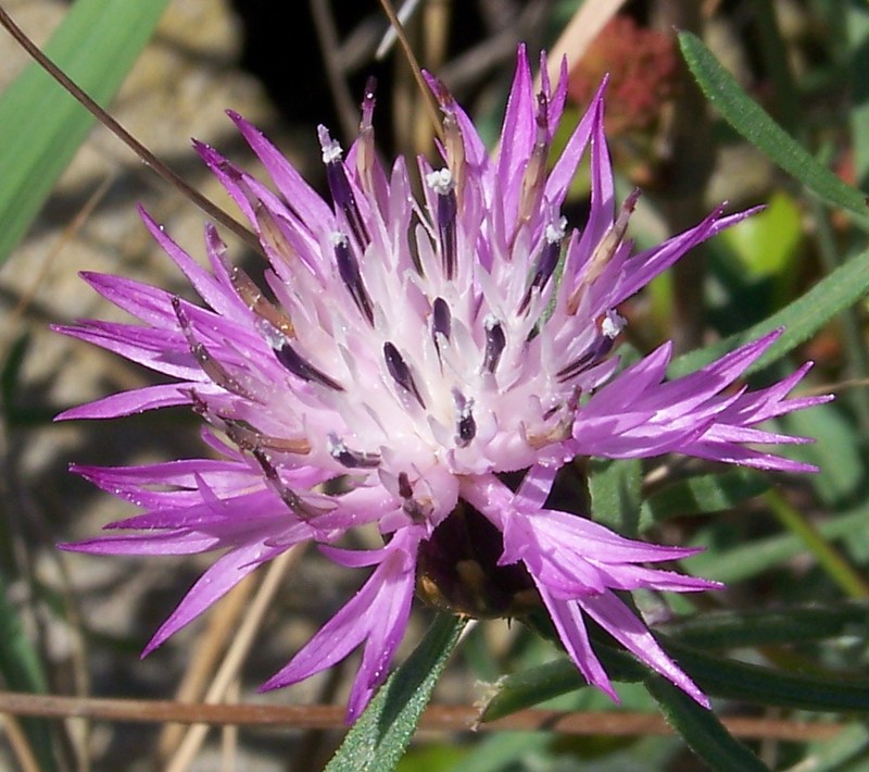 Rough Star-Thistle photo 5
