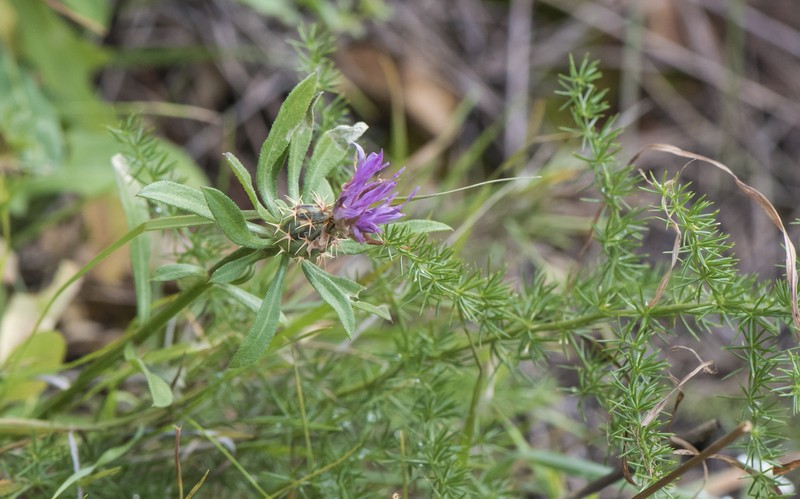 Rough Star-Thistle photo 2