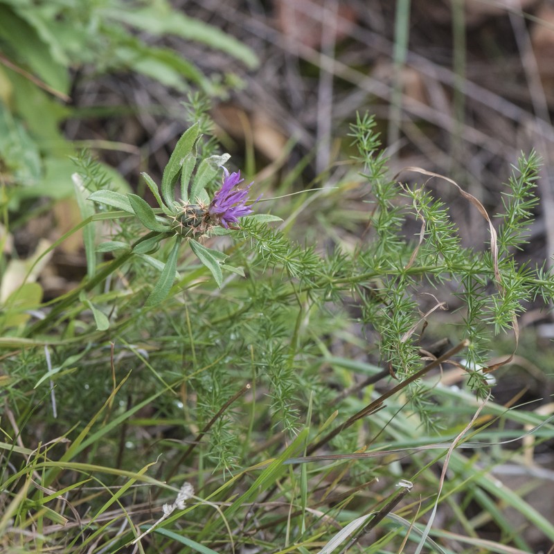 Rough Star-Thistle photo 3