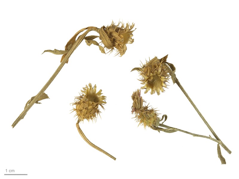 Rough Star-Thistle photo 4
