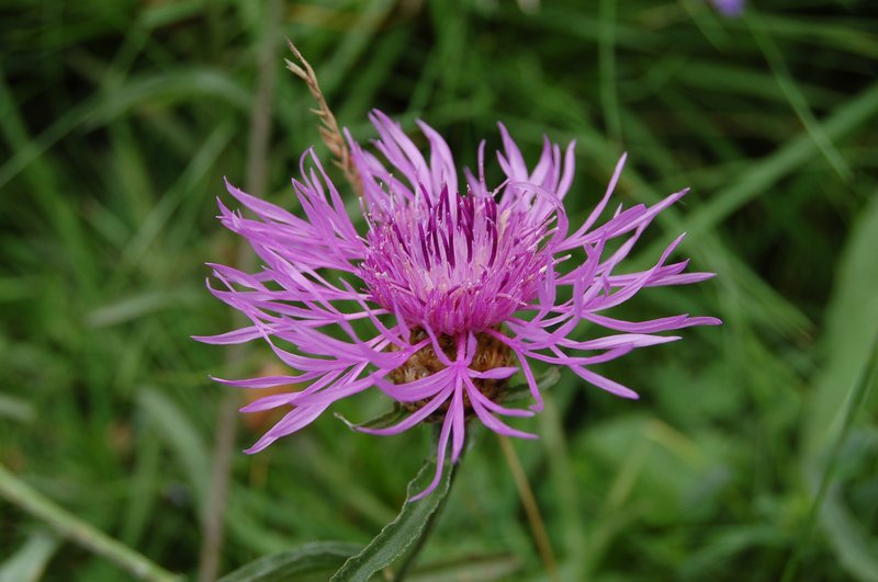 Rough Star-Thistle
