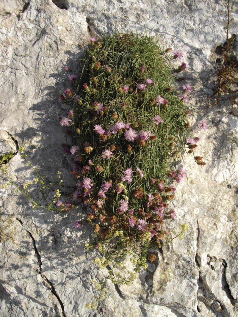 Rough Star-Thistle photo 6