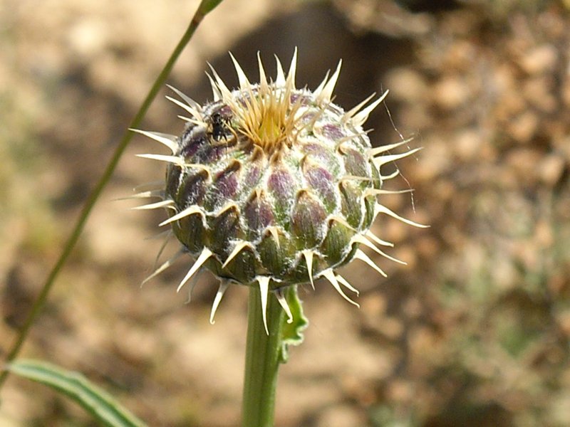 Rough Star-Thistle photo 7