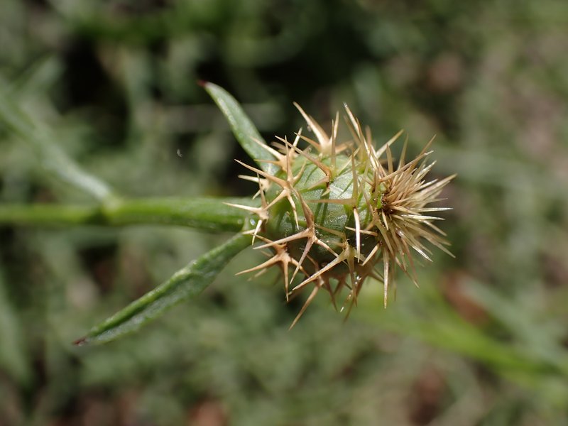 Rough Star-Thistle photo 8