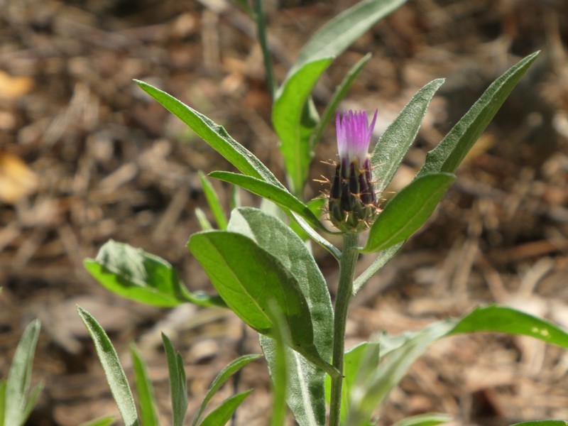 Centaurea aspera subsp. scorpiurifolia