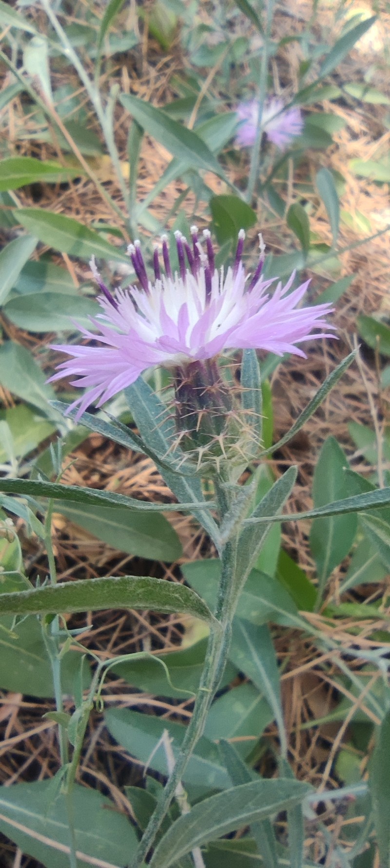 Centaurea aspera subsp. scorpiurifolia photo 2