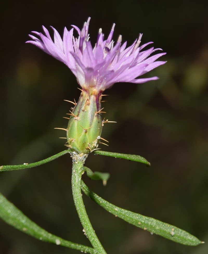 Centaurea aspera subsp. stenophylla