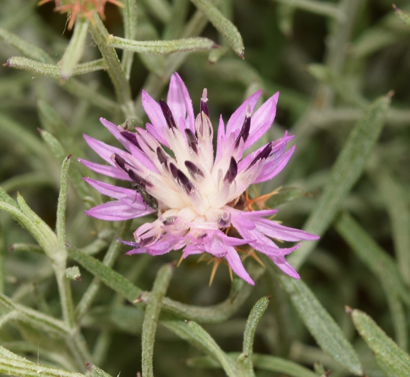 Centaurea aspera subsp. stenophylla photo 2